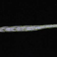 Image result for Cyperus zollingeri