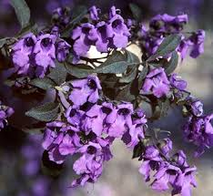 Image result for Laportea ovalifolia