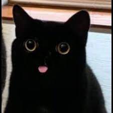 Collection by ~little ace~• last updated 12 days ago. Thread By Lgbtgrayson Thread Of Catra As Cat Memes
