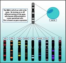 Maybe you would like to learn more about one of these? Cell Specialization And Differentiation Texas Gateway