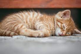 Anda bisa tahu, mengapa kucing. Kucing Bisa Demam Ini Tanda Tanda Dan Penyebabnya Halaman All Kompas Com