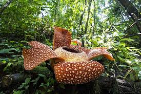 Originaire du brésil, la plante mesure entre 0,5 et 1 mm et sa fleur est deux adultes, elles atteignent 3 m de diamètre. Rafflesia La Plus Grande Fleur Du Monde Est Rare Et Menacee