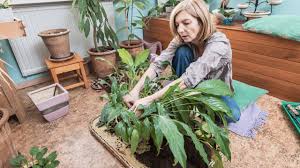 We did not find results for: How To Propagate A Peace Lily This Is How I Do It