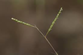 Image result for Sesamum parviflorum