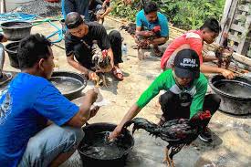 Dimana tanpa listrik kita sudah pasti akan mengalami banyak kesusahan, karena sebagian besar aktifitas yang kita lakukan banyak yang menggunakan aliran daya listrik, seperti. Dalih Lestarikan Tradisi Para Penggemar Ayam Indonesia Adakan Kontes Lipur Stigma Judi Mongabay Co Id