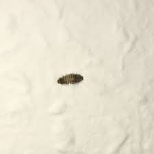 Kleine Raupe Oder So Im Zimmer Tiere Haare Insekten