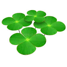 Image result for Marsileaceae