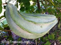 Image result for Telfairia occidentalis