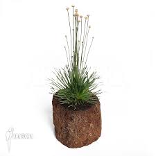 Image result for Syngonanthus