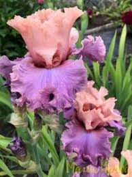 Ирис бородатый BALLERINA QUEEN (B. Blyth, 2007), фото ириса. Купить  качественные корневища ириса, саженцы ириса в магазине Магия Ириса,  Доставка почтой по всей России