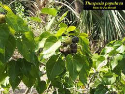 Image result for Thespesia