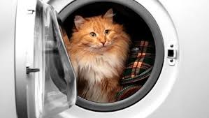 Sevimli Arkadaslariniz Camasir Makinenizde Kedi Cat Washingmachine Camasir Makineleri Kedi Arkadaslar