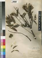 Image result for Melianthaceae