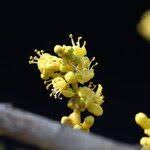 Image result for Lannea discolor