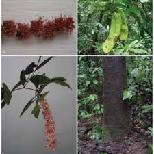 Image result for Tessmannia anomala