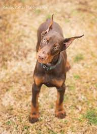 Myjinx2 Doberman Dogs Doberman Pinscher Puppy Doberman Puppy