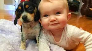 Golden Sebright Bantam by Dark Chocolate Loft