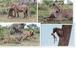 After A Lioness Killed A Baboon This Baby Was Left All Alone What Happened Next Is Unbelievable Beauty Of Planet Earth Beauty Of Planet Earth