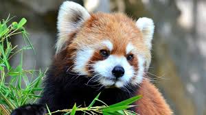 Petit panda, panda éclatant, panda roux. Les Pandas Roux Vous Attendent Femme Actuelle Le Mag