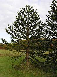 Die araucaria araucana gehört zum kreis der ältesten pflanzenarten und ist oftmals in unseren breiten anzutreffen. Chilenische Araukarie Wikipedia