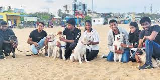 Check spelling or type a new query. Homemade Food For Your Furry Friends Is A Call Away The New Indian Express