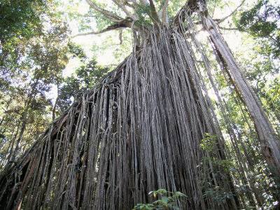 Mga resulta ng larawan para sa Curtain Fig Tree"