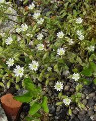 Image result for Cerastium afromontanum