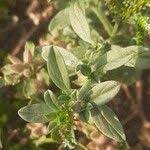 Image result for Heliotropium supinum