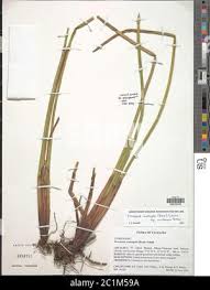 Image result for Eleocharis acutangula