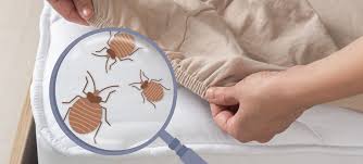 Image result for bed bugs