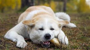 Shiba Inu Mixes 20 Popular Shiba Cross Breeds With Pictures