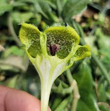 Image result for Ceropegia schultzei