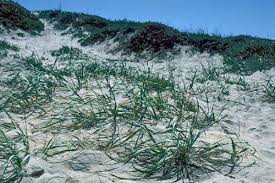 Image result for Alectra dunensis