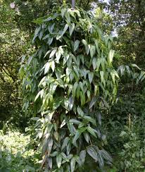 Immergrune Waldrebe Anmutige Kletterpflanze Kletterpflanzen Kletterpflanzen Immergrun Waldreben