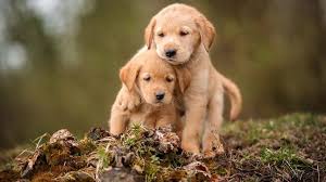 klichki dlya sobak na bukvu t krasivye i nestandartnye sobachi imena kotorymi mozhno nazvat devochek i malchikov