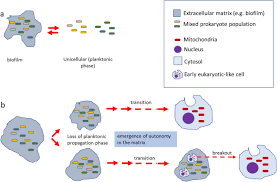 In these cells, the cytoplasm consists of all of the contents of the cell inside the plasma membrane. Division Of Labour In A Matrix Rather Than Phagocytosis Or Endosymbiosis As A Route For The Origin Of Eukaryotic Cells Biology Direct Full Text