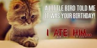 Share the best gifs now >>>. 101 Funny Cat Birthday Memes For The Feline Lovers In Your Life