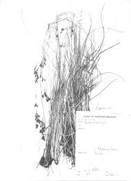 Image result for Rhynchospora brownii