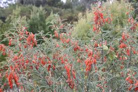 Image result for Lessertia pauciflora