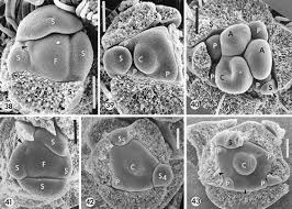 Image result for Ateleia herbert-smithii