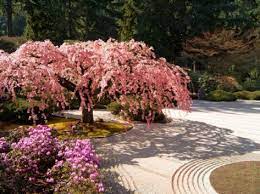 Cherry Tree Blossoms Over Rock Garden In The Japanese Gardens Japanese Garden Rock Garden Japanese Water Garden