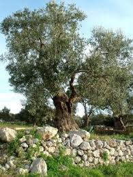 Pin By Garywade On Lugares In 2020 Weird Trees Beautiful Tree Olive Tree Painting