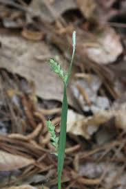 Image result for Scleria laxiflora
