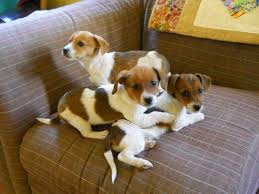 Black And White Dachshund Beagle Mix Dachshund Jack Russell Mix Puppies Super Cute Puppies Jack Russell Cuteness Overload Animals