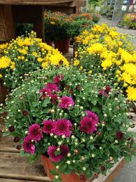 Where can i travel in the uk? Plant Hardy Mums For Fall Color Masterson S Garden Center Inc