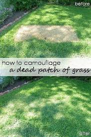 The Grass Is Always Greener On The Other Side Of The Fence Examples Spray Painting Grass Definitely Going To Have To Do This Before We Put Our House Up For Rent Been A Dry Summe Grass Painting Grass Patch Green Spray Paint