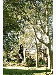 Image result for Acacia xanthophloea