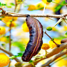 Image result for Acacia farnesiana