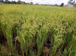 Image result for Oryza