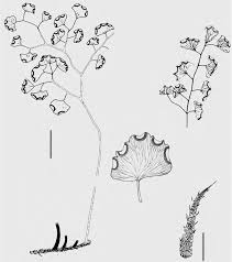 Image result for Adiantum poiretii